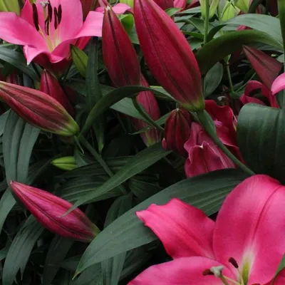 Photo of the bloom of Lily (Lilium 'Debby') posted by Yvavilebi - Garden.org