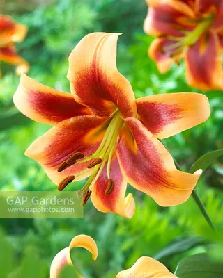 Tree Lily 'Debby' | Lilies Flower Bulbs | DutchGrown™