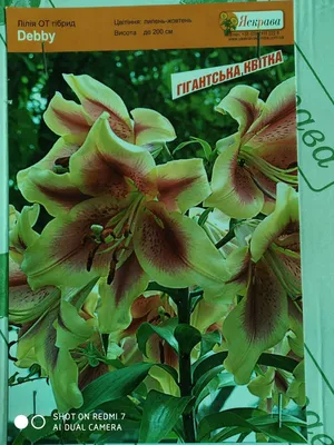 Лилия \"Pieton\" (Пиетон) - Саженцы лилий - купить недорого лилии в Москве в  интернет-магазине Сад вашей мечты