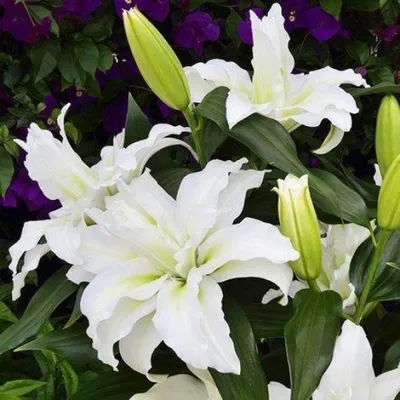 Lily Debby | J Parker Dutch Bulbs