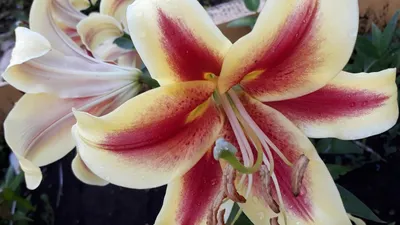 Lilium 'Alchemy' OT Lily | Garden Center Marketing