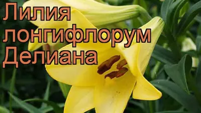 Лилия Делиана 1 шт. – купить луковицы цветов в питомнике \"КСП\" с доставкой  по России