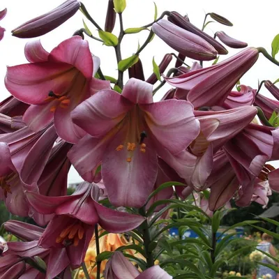 Buy Lilium or dalian wholesale in Dubai | Gulf Flowers