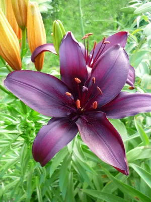 Photo of the entire plant of Lily (Lilium 'Dimension') posted by  Lilydaydreamer - Garden.org