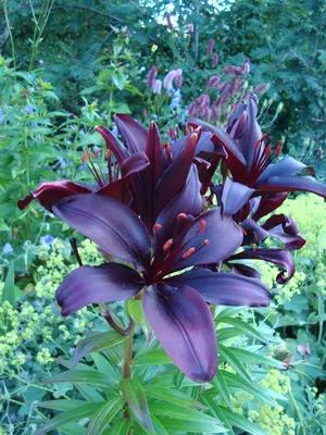 File:Lilium Dimension.JPG - Wikipedia