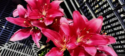 Семена цветов лилии ПОИСК азиатской Дименшн 2 шт — цена в Орске, купить в  интернет-магазине, характеристики и отзывы, фото