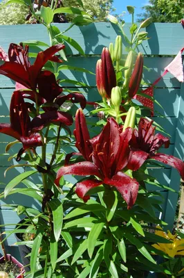 Photo of the bloom of Lily (Lilium 'Dimension') posted by Donnerville -  Garden.org