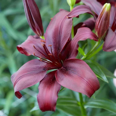 Lilium 'Dimension', Lily 'Dimension' (Asiatic) in GardenTags plant  encyclopedia
