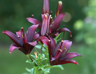 Photo of the entire plant of Lily (Lilium 'Dimension') posted by MJlaird89  - Garden.org