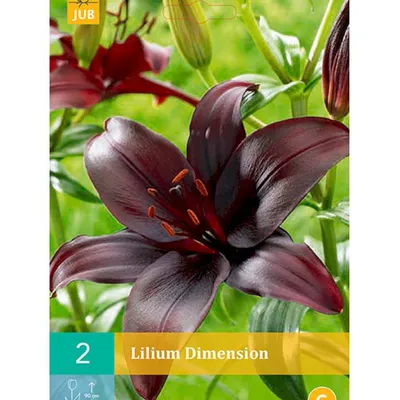 Lilium dimension Photograph by Robert Mitchell - Pixels