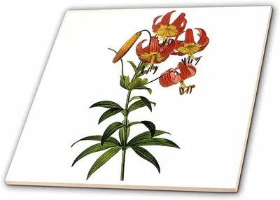 Лилия ланцетолистная или тигровая (Lilium lancifólium,Lilium tigrinum)  Stock Photo | Adobe Stock