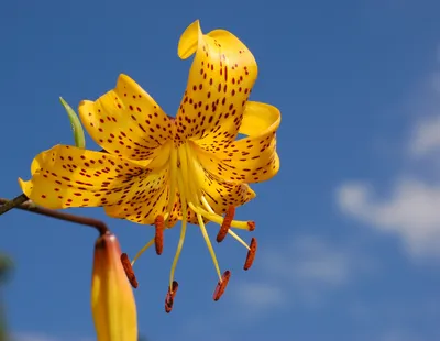 Lilium 'Landini' | wendymerle | Flickr