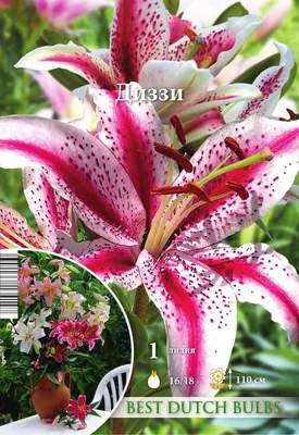 Купить лилия восточная диззи (lilium oriental dizzy), 3 шт по цене 410 руб.  в интернет магазине \"Первые Семена\"