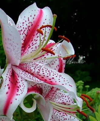 Луковицы лилия Best Dutch Bulbs Диззи 124662 1 шт. - купить в Москве, цены  на Мегамаркет