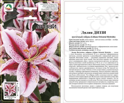 Луковицы COLORLINE купить по выгодной цене в интернет-магазине OZON  (1138970083)