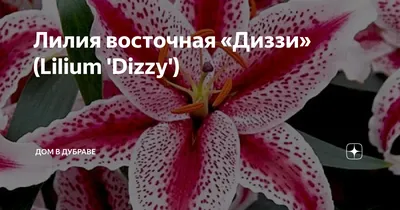 Лилия Диззи 1шт 16/18 - купить по выгодным ценам в Москве и с доставкой по  России
