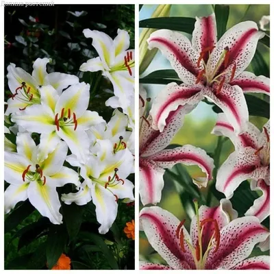 Лилия восточная «Диззи» (Lilium 'Dizzy') | Дом в Дубраве | Дзен
