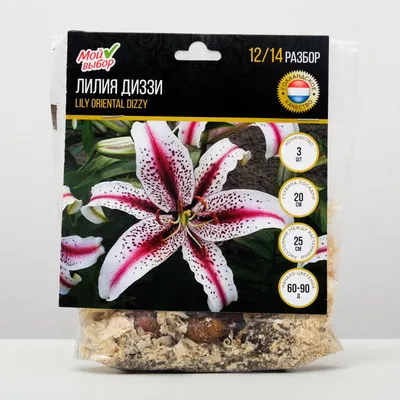 Луковицы лилия Best Dutch Bulbs Диззи 124662 1 шт. - купить в Москве, цены  на Мегамаркет