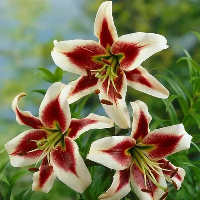 Купить лилия восточная диззи (lilium oriental dizzy), 3 шт по цене 410 руб.  в интернет магазине \"Первые Семена\"