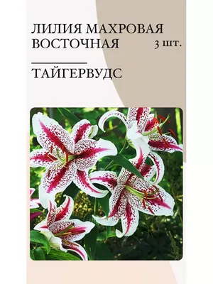 Лилии. Как не купить то, что не надо? Что мне прислали Уваровы или фирма  \"Колорлайн\". Из 55 штук только 11 нет пересорта. | МОЙ САД У ДОМА | Дзен