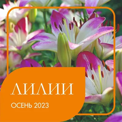 Лилия \"Ориентал Диззи\", р-р 14/16, 2 шт, эконом Весна 2024 (7763058) -  Купить по цене от 226.00 руб. | Интернет магазин SIMA-LAND.RU