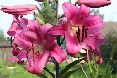 LILIUM 'DONATO', Stock Photo, Picture And Rights Managed Image. Pic.  GWG-SDY30 | agefotostock