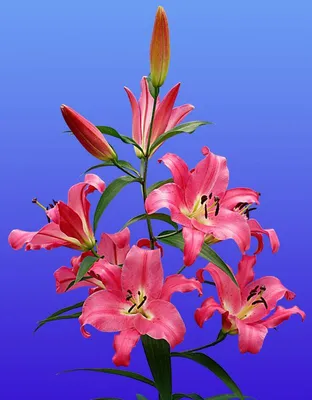 Donato® (O.T.) - Lily - Van den Bos Flowerbulbs