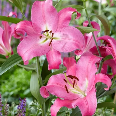 Lilia (Lilium) Donato | Sklep Cebule.pl