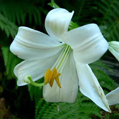 Bloomin Bulbs. LILIUM DONATO 2pk