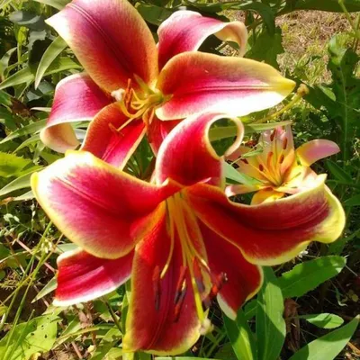 Lilium praiano lily with pink flower petals Stock Photo - Alamy