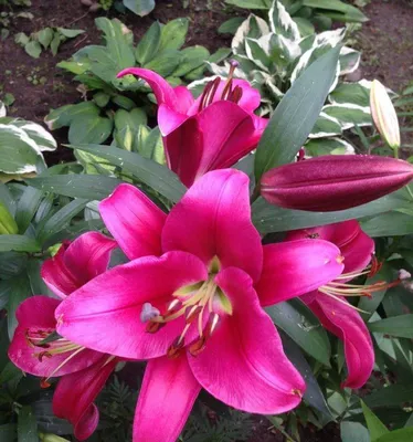 Lilium 'Donato' | Lily garden, Day lilies, Beautiful flowers