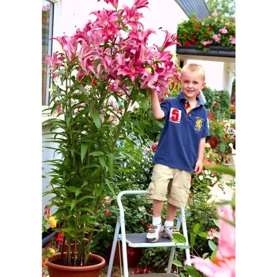 Photo of the entire plant of Lily (Lilium 'Robina') posted by stilldew -  Garden.org