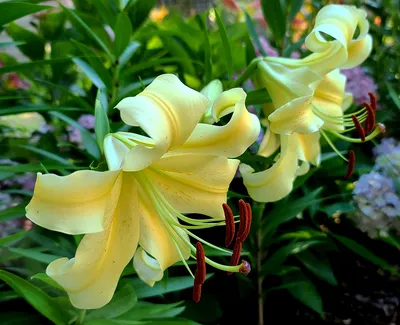 Liliums - Garden Express - Australia's Largest Online Nursery