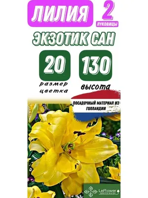 Лилия махровая Exotic Sun DBL (Экзотик Сан) 12/14 (1 шт) купить в Украине с  доставкой | Цена в Svitroslyn.ua