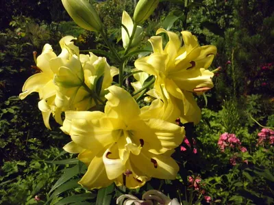 Лилия ОТ-гибрид Экзотик Сан/Lilium Exotic Sun P2, шт - Амрита