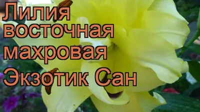 Лилии. ОТ-гибриды, OA-гибриды и другие. - Страница 4 - Форум Дачный ответ  Галактики