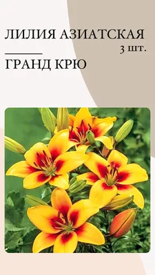 Лилия ОТ-гибрид Экзотик Сан/Lilium Exotic Sun P2, шт - Амрита