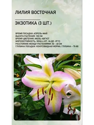 Лилия Exotic Sun (Экзотик Сан) (3 луковицы) купить в Садовом Дворике с  доставкой по России и СНГ