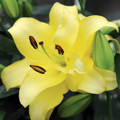 Гигантская лилия Экзотик Сан (Exotic Sun) принадлежит к подвиду азиатских  махровых лилий. Этот ОТ-гибрид – один из наиболее красивых и выразительных  сортов желтых лилий. Высокие до 1,5-2 метров кусты с большими соцветиями