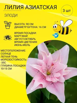 Лилия азиатская Элоди / луковицы Галерея Цветов 161488090 купить в  интернет-магазине Wildberries
