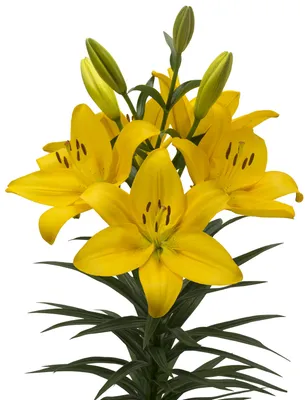 Лилия Элоди/Lilium Elodie Р2, шт - Амрита