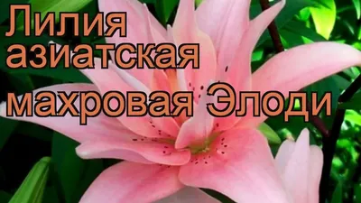 Лилия ЭЛОДИ на осень