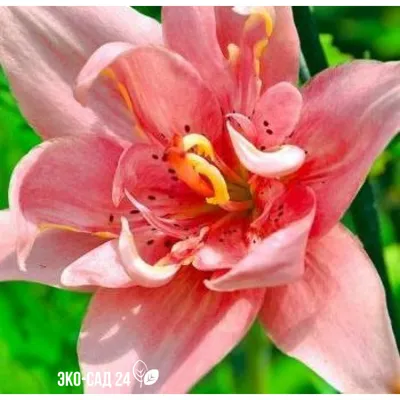 Лилия Азиатская - Elodie - Lilium Asiatic Elodie – Garden Seeds Market |  Бесплатная доставка