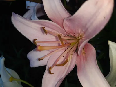 Лилия Элоди/Lilium Elodie Р2, шт - Амрита