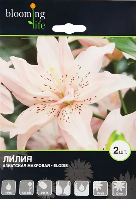 Лилия махровая Элоди (Elodie) - купить луковицы цветов с доставкой по  Украине в магазине Добродар