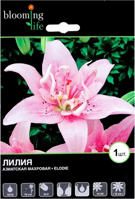 Лилия азиатская махровая «Элоди» в Дятькове: купить по низким ценам с  доставкой по городу в магазине SadVitrina