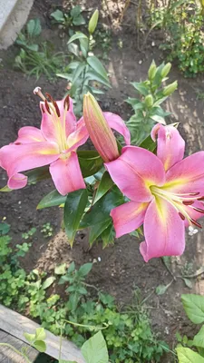 Лилия Эмполи (Lilium Empoli) купить луковицы в Москве по низкой цене,  доставка почтой по всей России | Интернет-магазин Подворье