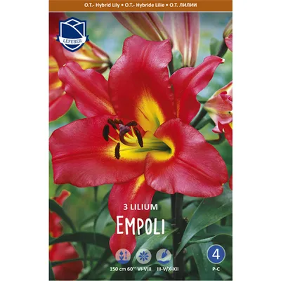 Лилия Эмполи (Lilium Empoli) купить луковицы в Москве по низкой цене,  доставка почтой по всей России | Интернет-магазин Подворье