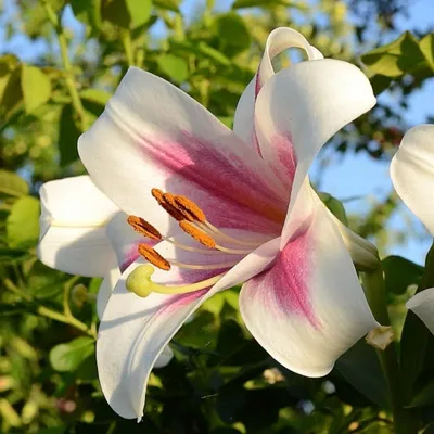 Лилия Эмполи (Lilium Empoli) купить луковицы в Москве по низкой цене,  доставка почтой по всей России | Интернет-магазин Подворье