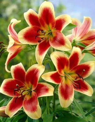 Лилия от-гибрид Морини (lilium ot-hybrid morini) 🌿 Морини обзор: как  сажать, луковицы лилии Морини - YouTube